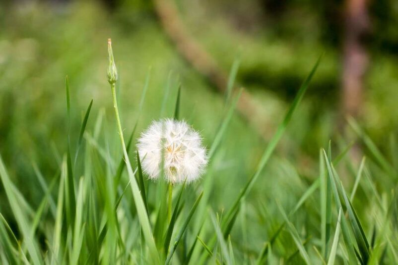 Dandelion - un remedio popular para varices
